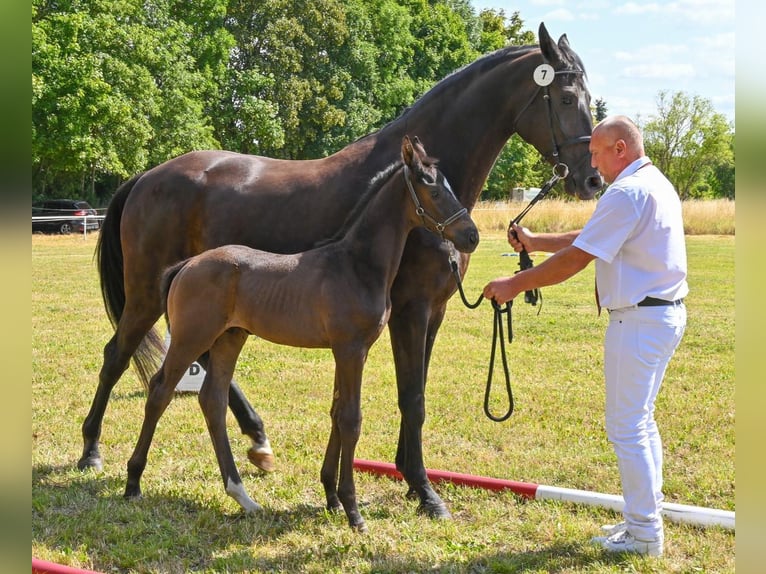German Sport Horse Stallion  Black in Sch&#xF6;nebeck (Elbe)