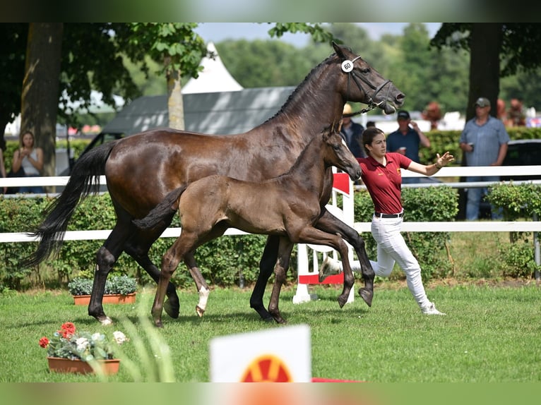 German Sport Horse Stallion Foal (05/2025) Black in Sch&#xF6;nebeck (Elbe)