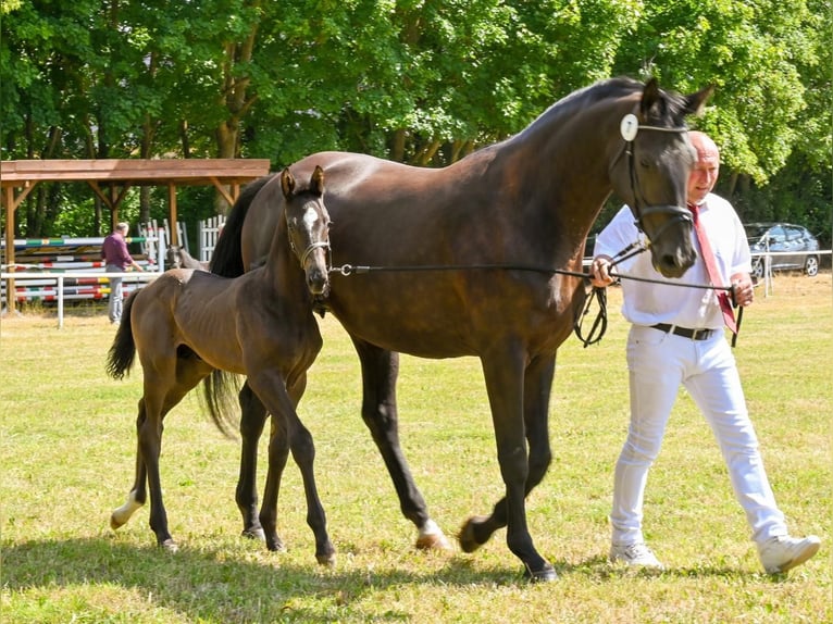 German Sport Horse Stallion  Black in Sch&#xF6;nebeck (Elbe)