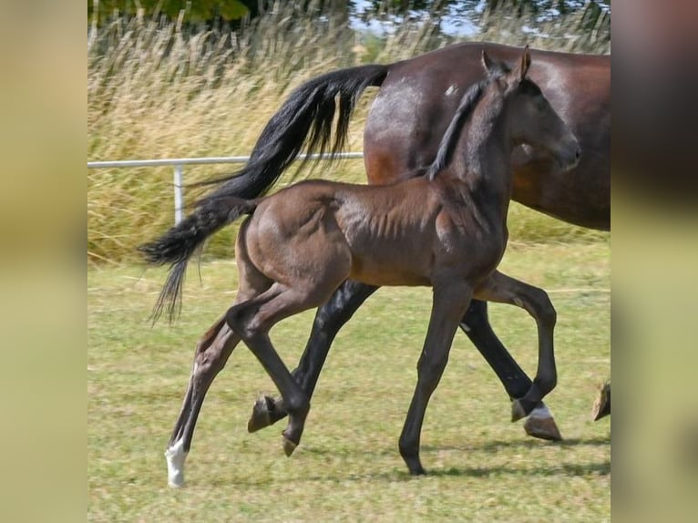 German Sport Horse Stallion  Black in Sch&#xF6;nebeck (Elbe)