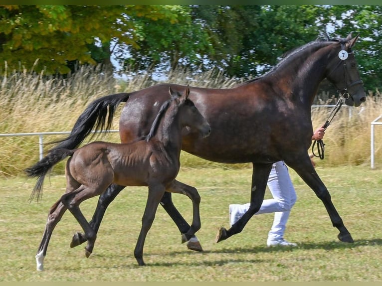 German Sport Horse Stallion  Black in Sch&#xF6;nebeck (Elbe)