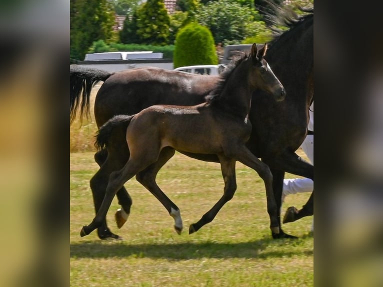 German Sport Horse Stallion  Black in Sch&#xF6;nebeck (Elbe)