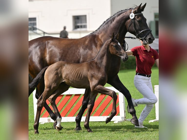 German Sport Horse Stallion Foal (05/2025) Black in Sch&#xF6;nebeck (Elbe)