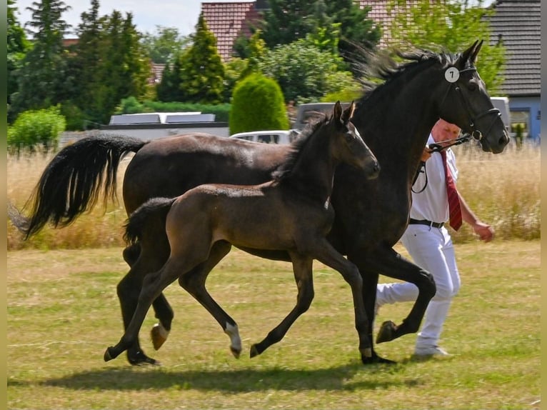 German Sport Horse Stallion  Black in Sch&#xF6;nebeck (Elbe)