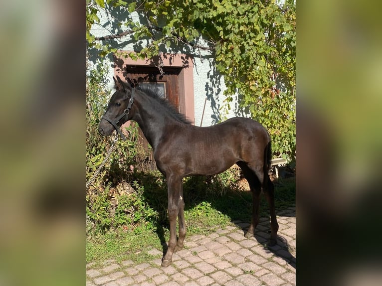 German Sport Horse Stallion Foal (07/2025) Black in Bruchsal