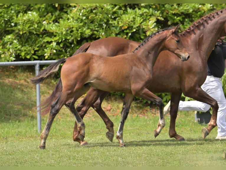 German Sport Horse Stallion Foal (04/2025) Black in Gomadingen