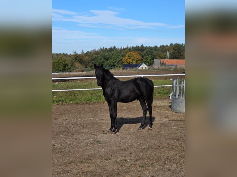German Sport Horse Stallion Foal (04/2026) Black in Kirchberg