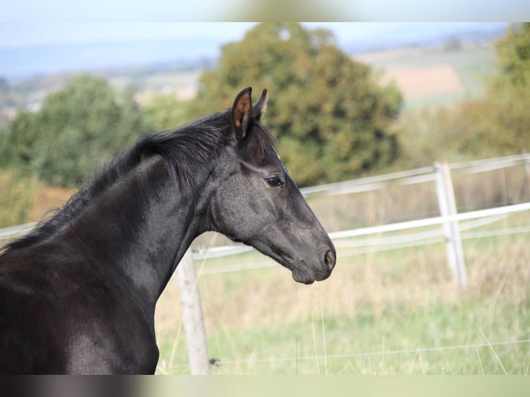 German Sport Horse Stallion Foal (05/2026) Black in Neuberg