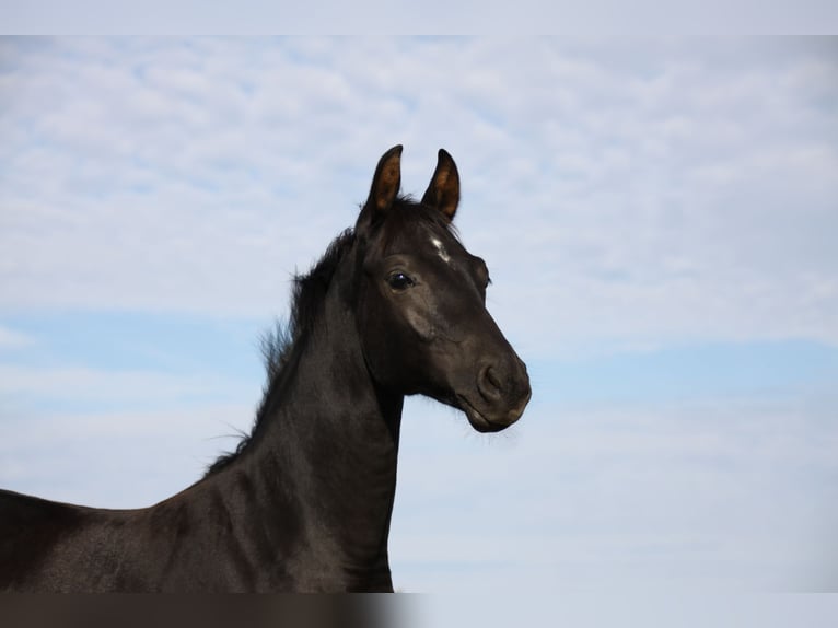 German Sport Horse Stallion Foal (05/2026) Black in Neuberg