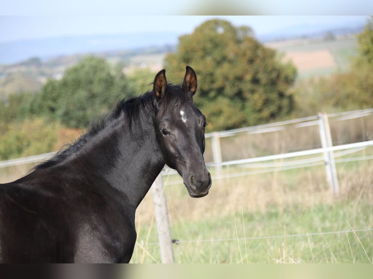 German Sport Horse Stallion Foal (05/2026) Black in Neuberg