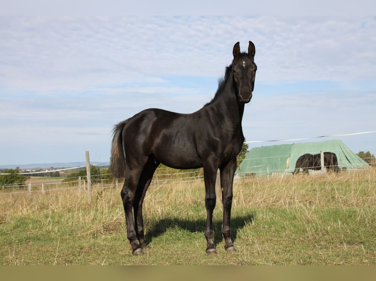 German Sport Horse Stallion Foal (05/2026) Black in Neuberg