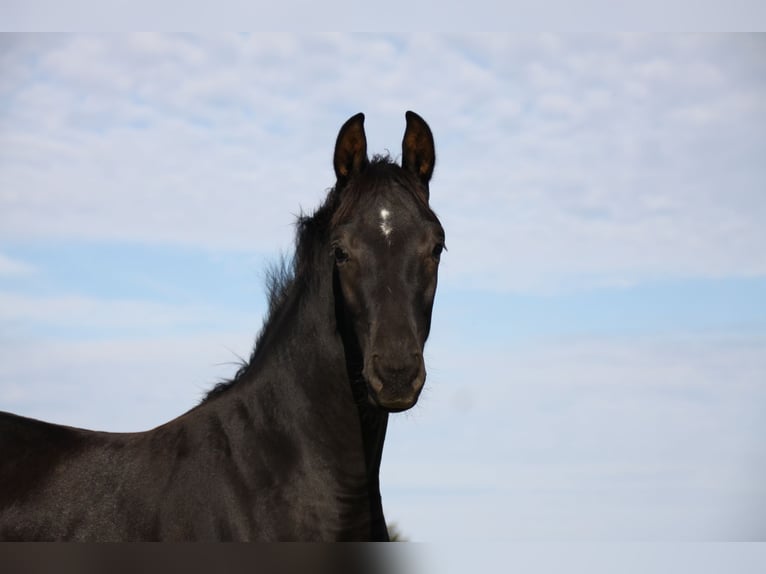 German Sport Horse Stallion Foal (05/2026) Black in Neuberg