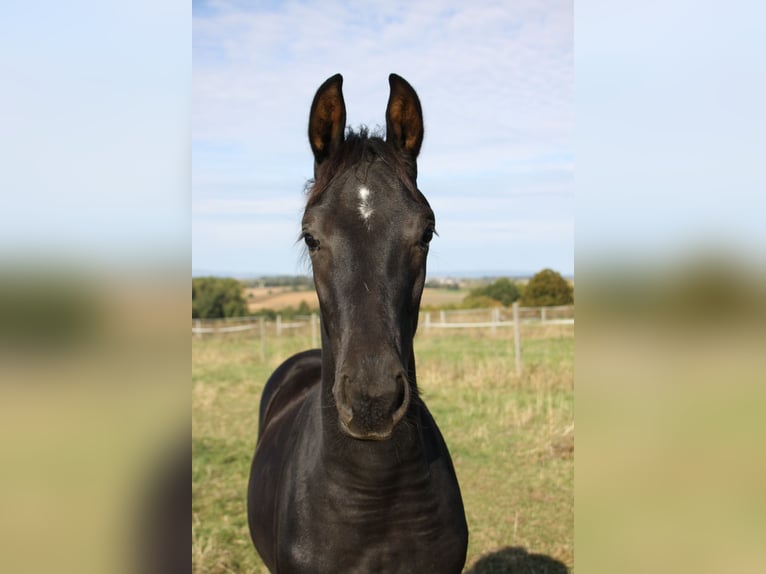 German Sport Horse Stallion Foal (05/2026) Black in Neuberg