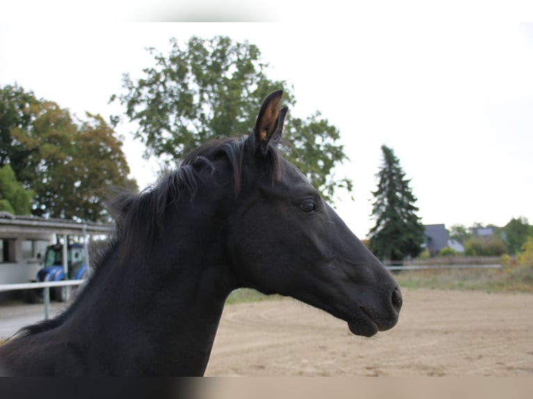 German Sport Horse Stallion Foal (05/2026) Black in Neuberg