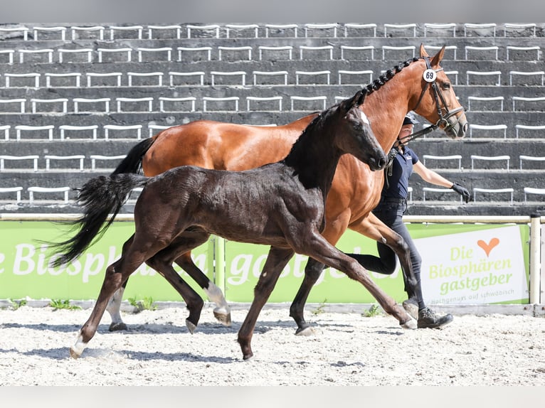 German Sport Horse Stallion Foal (03/2026) Black in Niederstetten