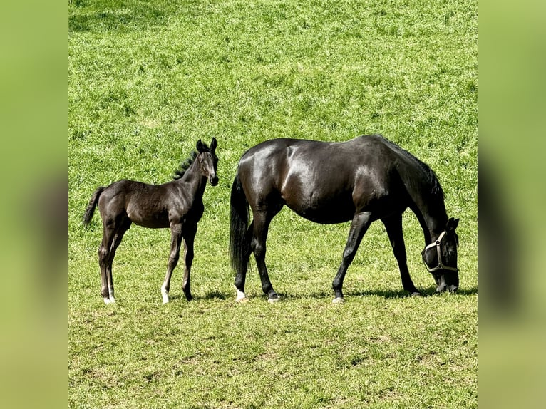 German Sport Horse Stallion Foal (03/2024) Black in Niederstetten