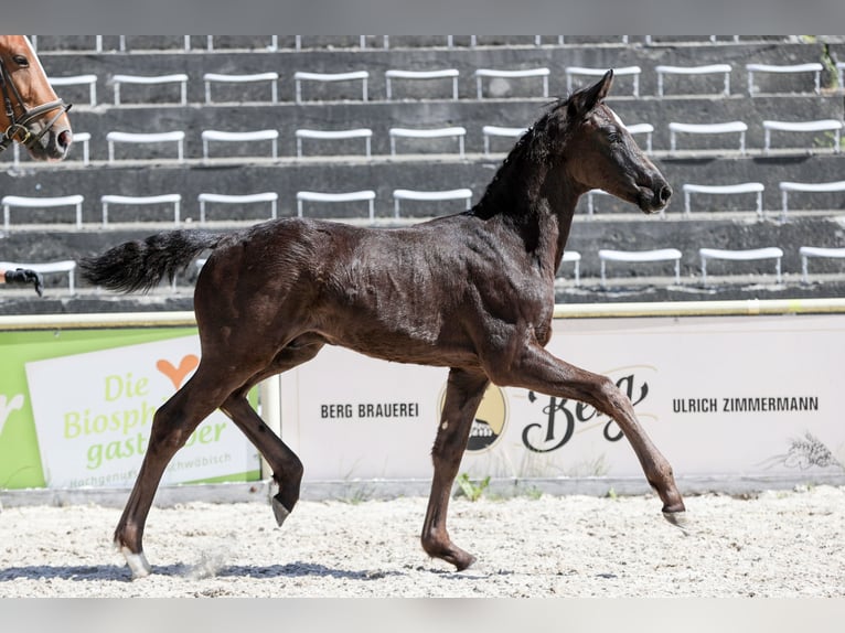 German Sport Horse Stallion Foal (03/2026) Black in Niederstetten