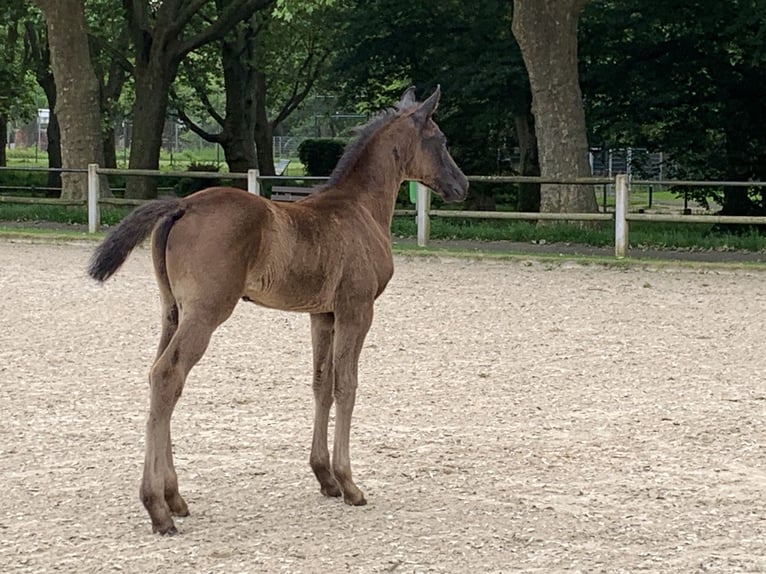 German Sport Horse Stallion Foal (04/2024) Black in Oberhausen