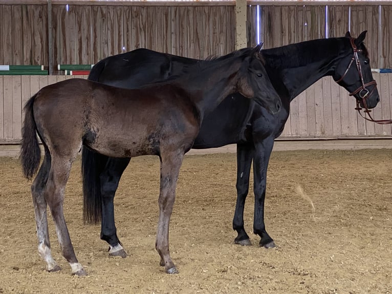 German Sport Horse Stallion Foal (05/2025) Black in Behrungen