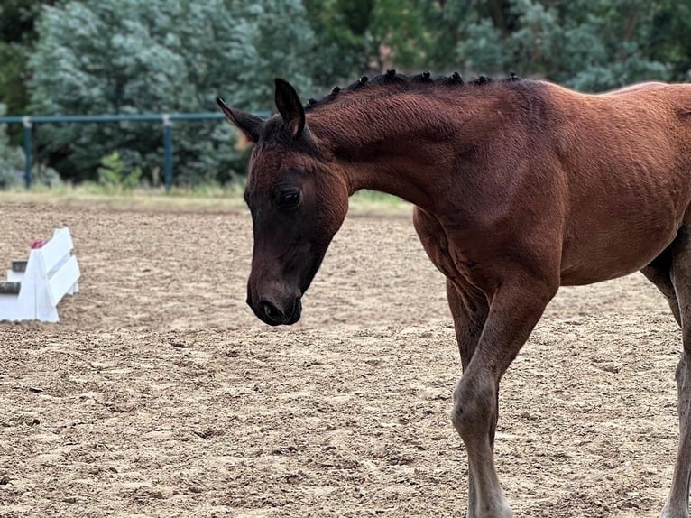 German Sport Horse Stallion Foal (05/2026) Black in Prenzlau