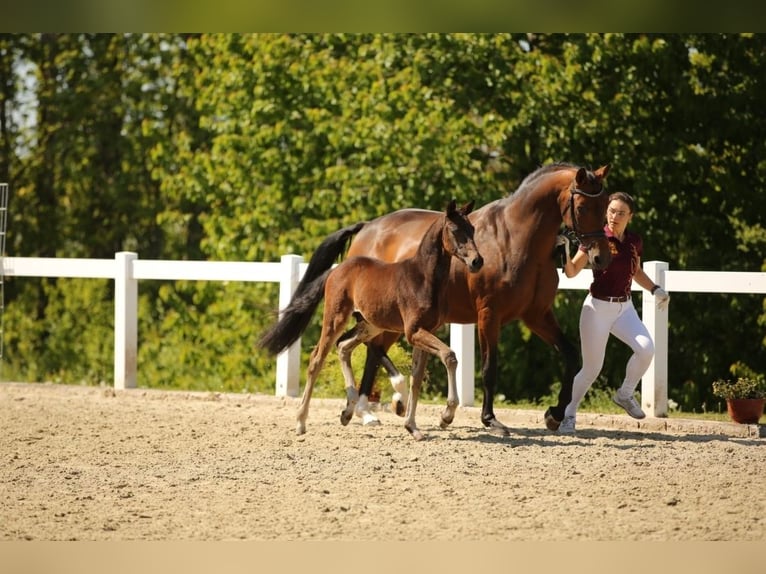 German Sport Horse Stallion Foal (03/2025) Brown in Seiselitz