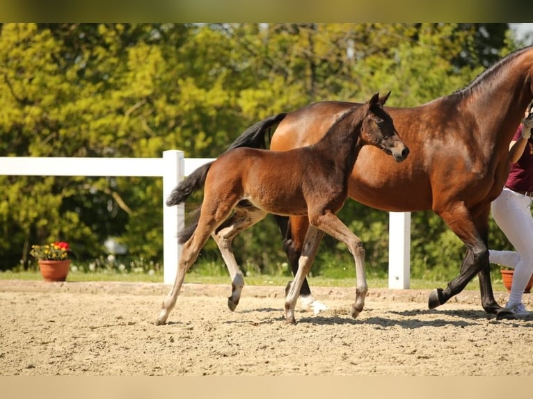 German Sport Horse Stallion Foal (03/2025) Brown in Seiselitz