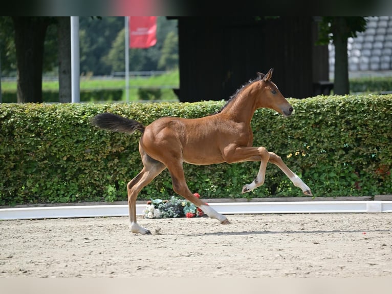 German Sport Horse Stallion Foal (06/2025) Brown in Steinh&#xF6;fel