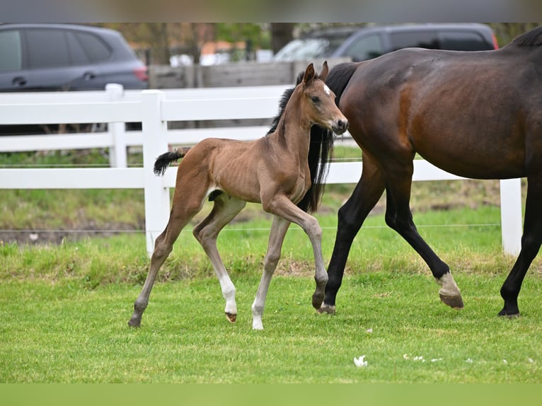 German Sport Horse Stallion Foal (04/2026) Brown in Schönwalde-Glien
