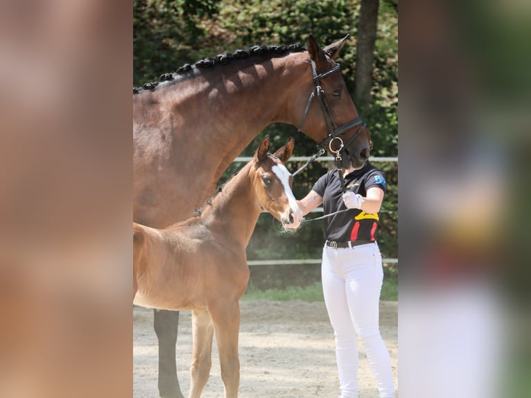 German Sport Horse Stallion Foal (07/2024) Brown in Niederstetten