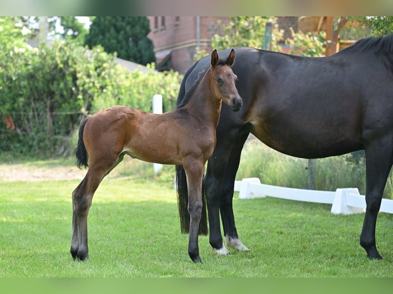 German Sport Horse Stallion Foal (05/2025) Brown in Sch&#xF6;nwalde-Glien
