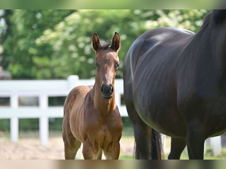 German Sport Horse Stallion Foal (05/2025) Brown in Sch&#xF6;nwalde-Glien