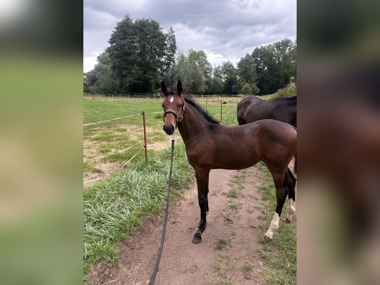 German Sport Horse Stallion Foal (05/2026) Brown in Eschwege