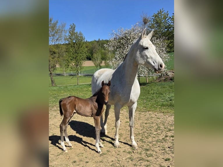 German Sport Horse Stallion Foal (04/2026) Brown in Kammeltal