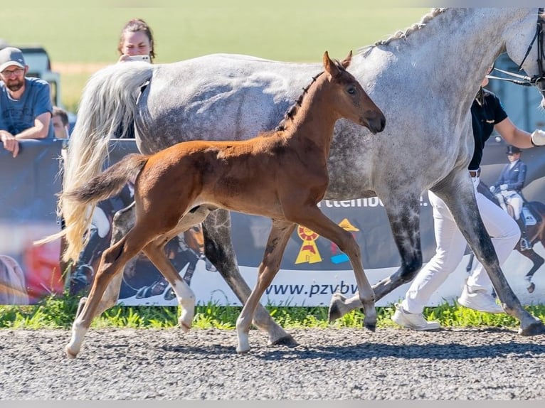 German Sport Horse Stallion Foal (05/2025) Brown in Fronhofen