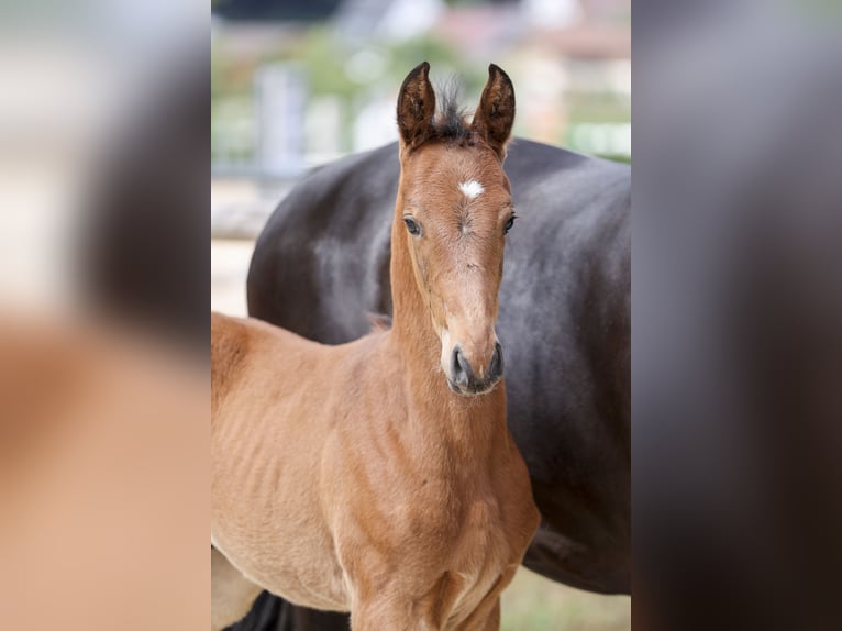 German Sport Horse Stallion Foal (05/2025) Brown in Fronhofen