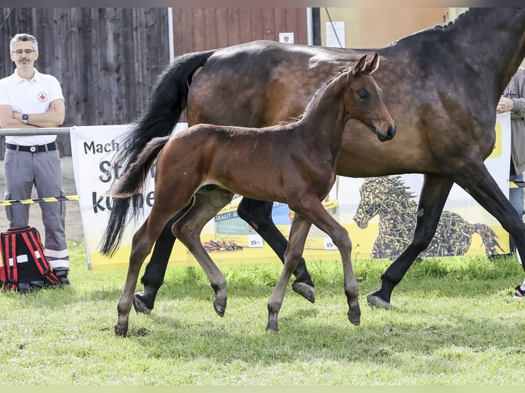 German Sport Horse Stallion Foal (05/2024) Brown in Fronhofen