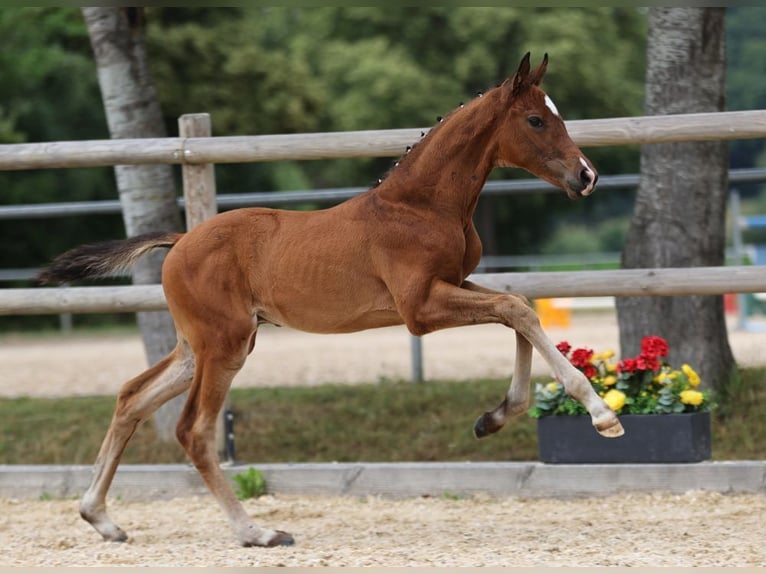 German Sport Horse Stallion Foal (05/2025) Brown in Gomadingen