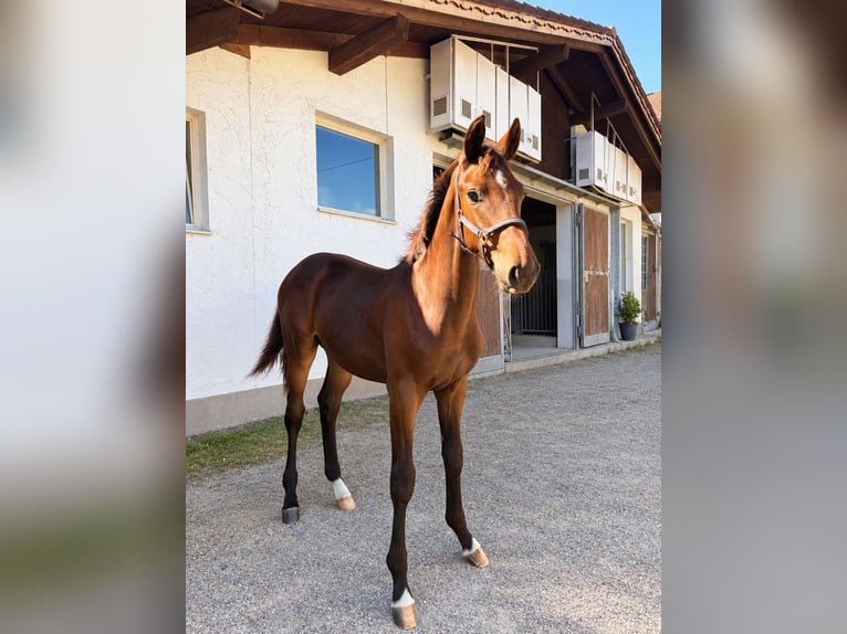German Sport Horse Stallion Foal (04/2026) Brown in Hohenpeißenberg