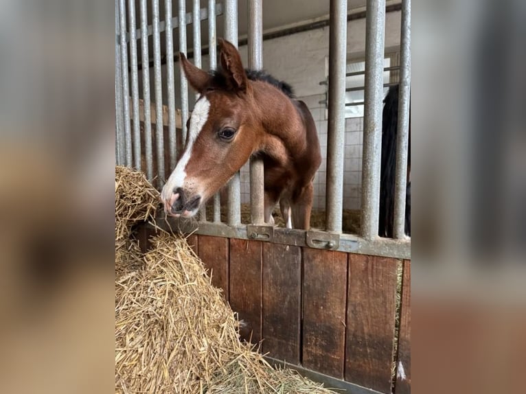 German Sport Horse Stallion Foal (04/2026) Brown in Kleinlangheim