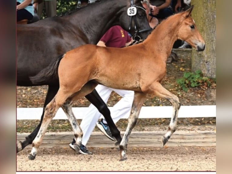 German Sport Horse Stallion Foal (05/2026) Brown in Freystadt