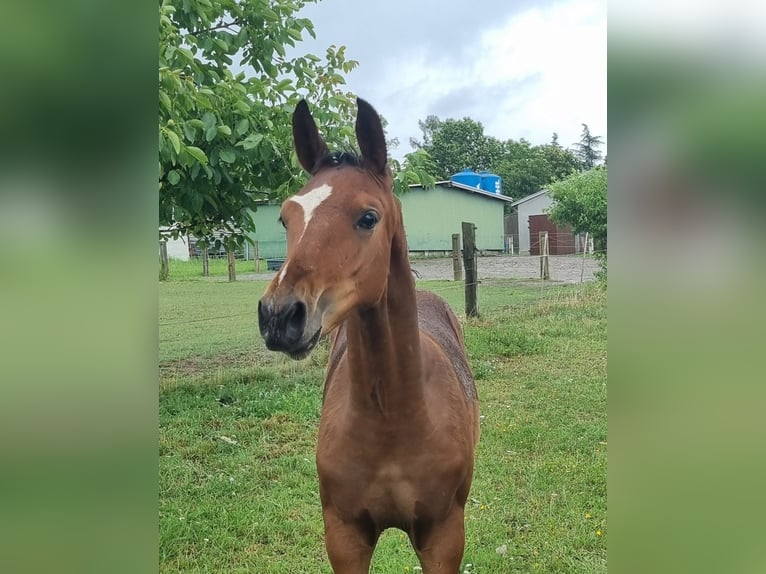 German Sport Horse Stallion Foal (04/2026) Brown in Gumtow