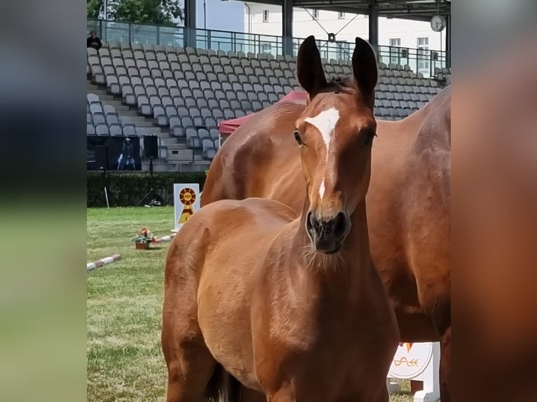 German Sport Horse Stallion Foal (04/2026) Brown in Gumtow
