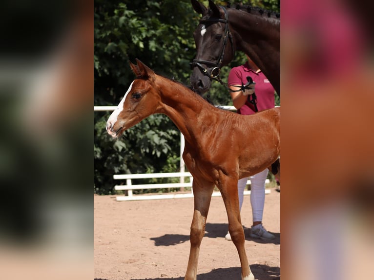 German Sport Horse Stallion Foal (06/2024) Brown in Moritzburg