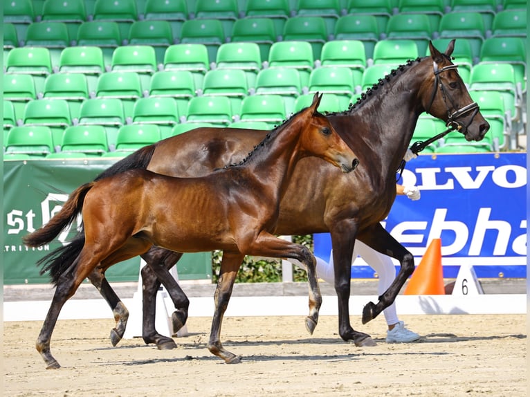 German Sport Horse Stallion Foal (04/2023) Brown in Thalberg