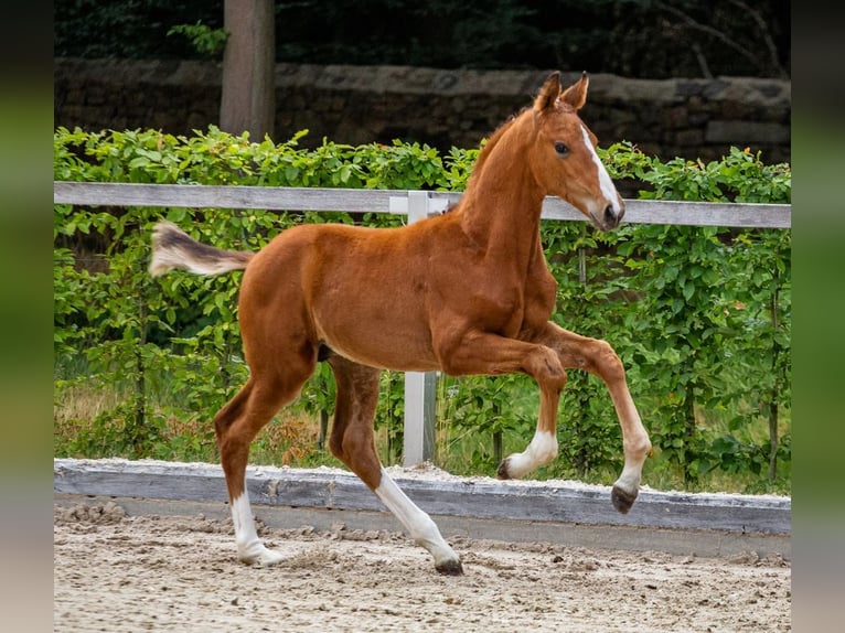 German Sport Horse Stallion Foal (05/2025) Brown in Moritzburg