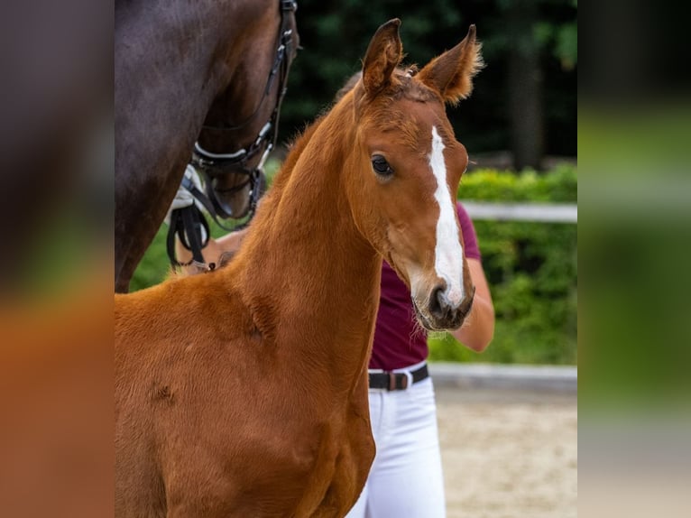 German Sport Horse Stallion Foal (05/2025) Brown in Moritzburg