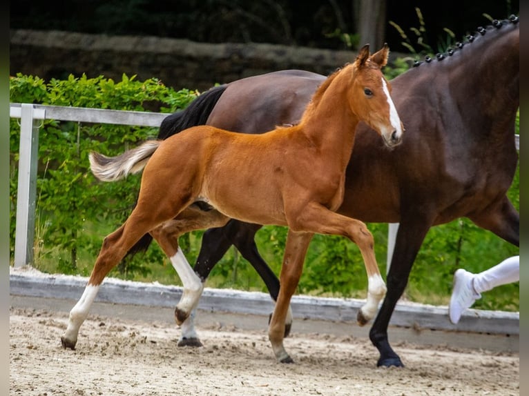 German Sport Horse Stallion Foal (05/2025) Brown in Moritzburg