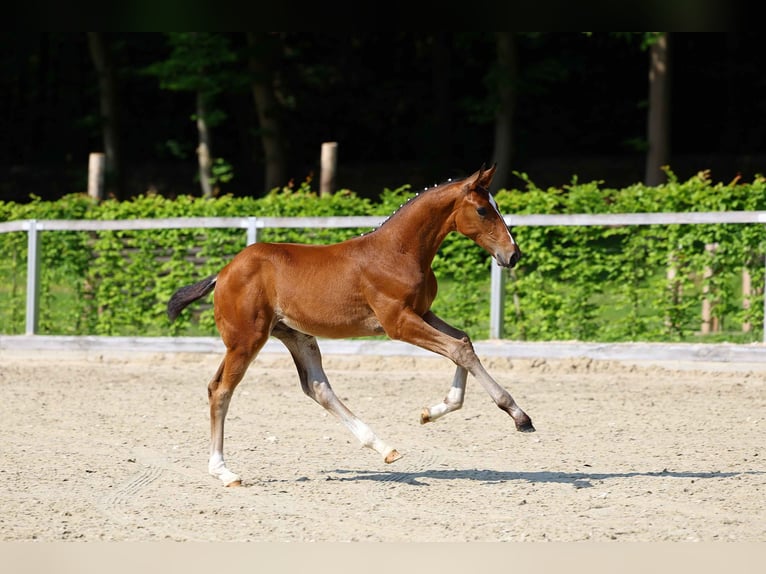 German Sport Horse Stallion Foal (03/2025) Brown in Moritzburg