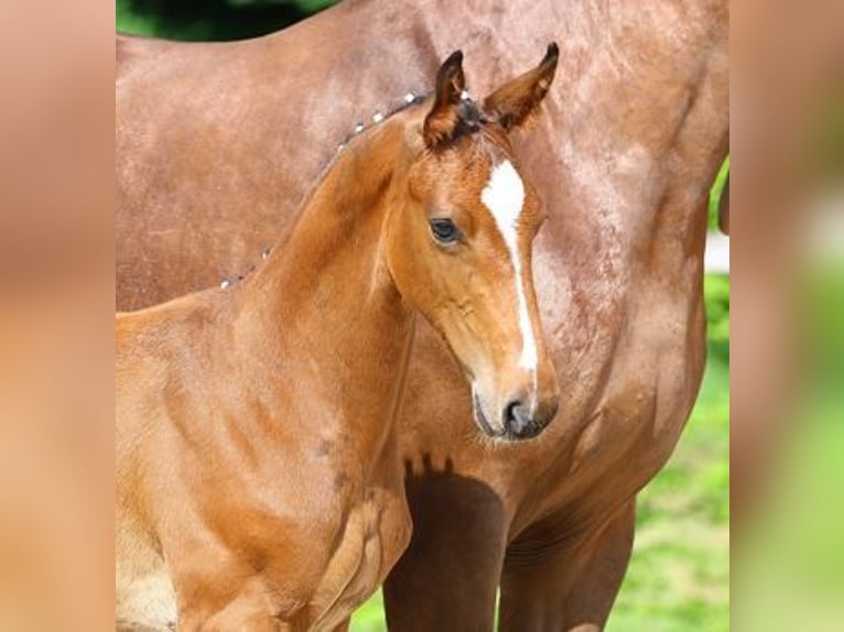 German Sport Horse Stallion Foal (03/2025) Brown in Moritzburg