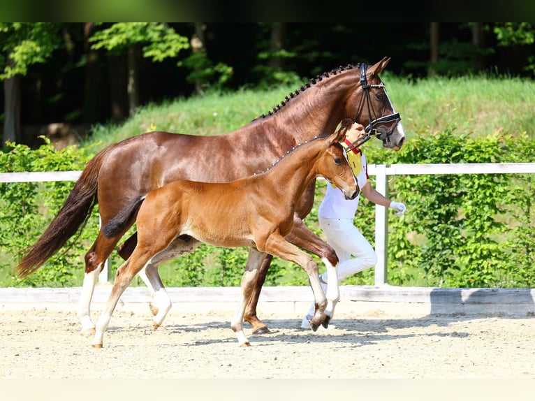 German Sport Horse Stallion Foal (03/2025) Brown in Moritzburg